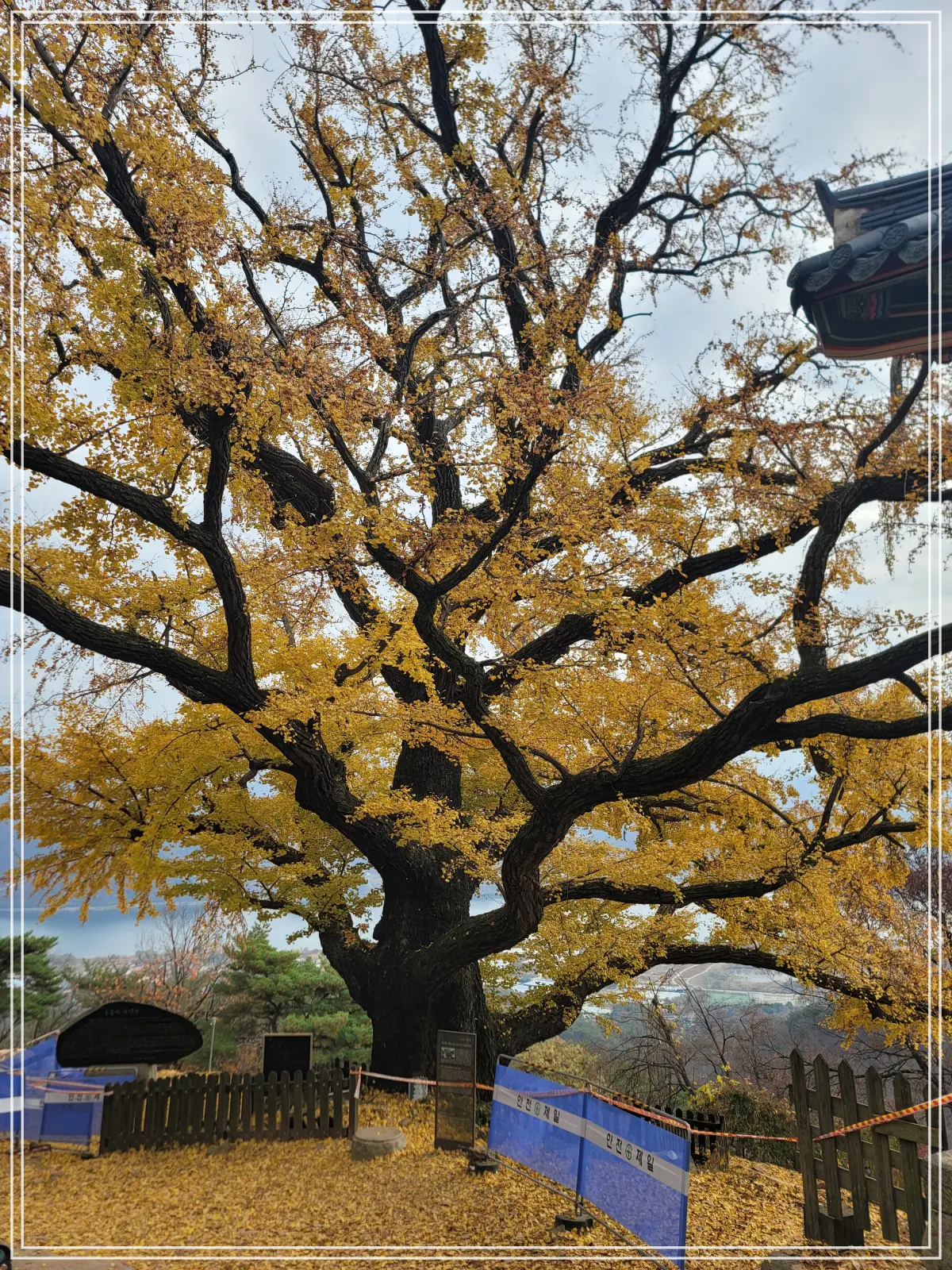 남양주-수종사-은행나무