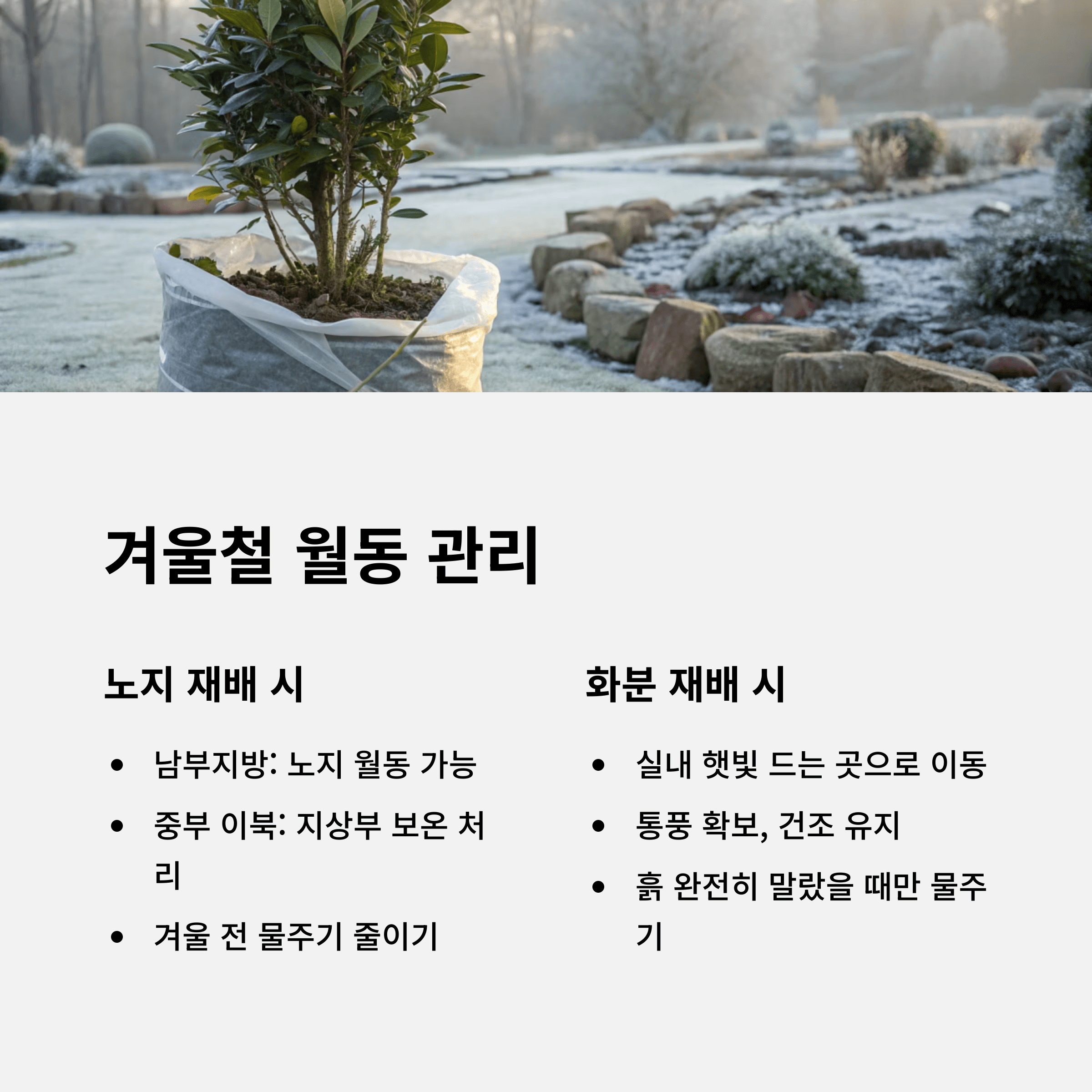 월계수 나무