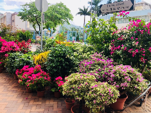 홍콩 여행 추천 몽콕 꽃시장