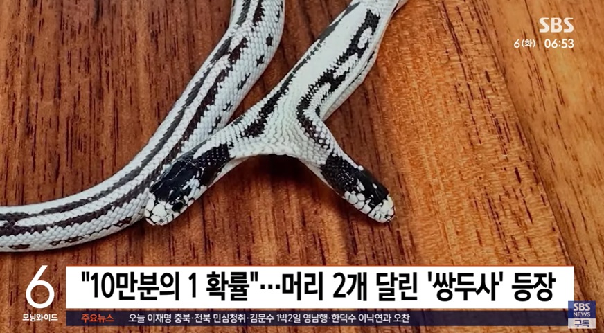 초희귀 쌍두사 태어남