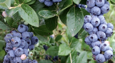 블루베리이미지