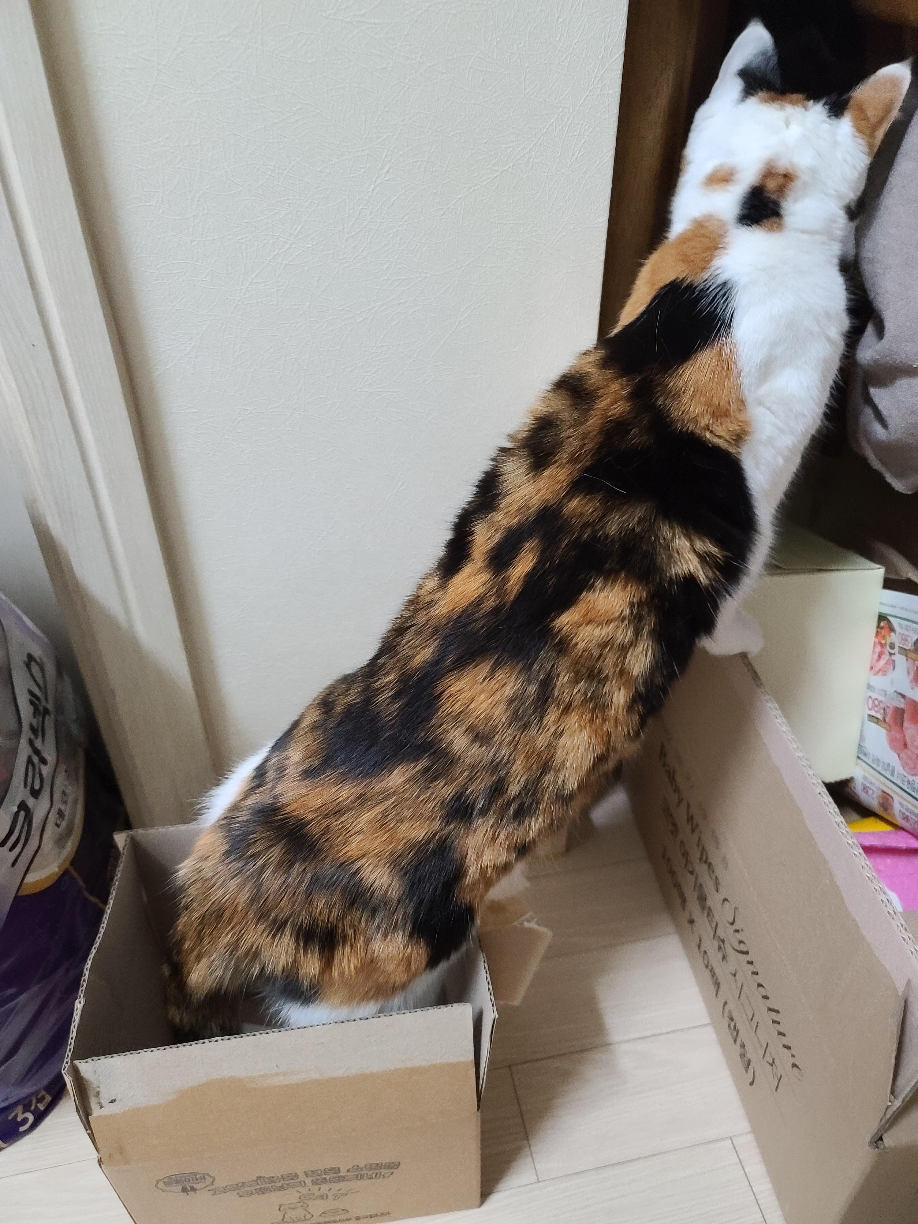 작은 박스에 꾸깃꾸깃 말아넣은 삼색이 고양이 요미. 참으로 유연한 그동물 고양이.