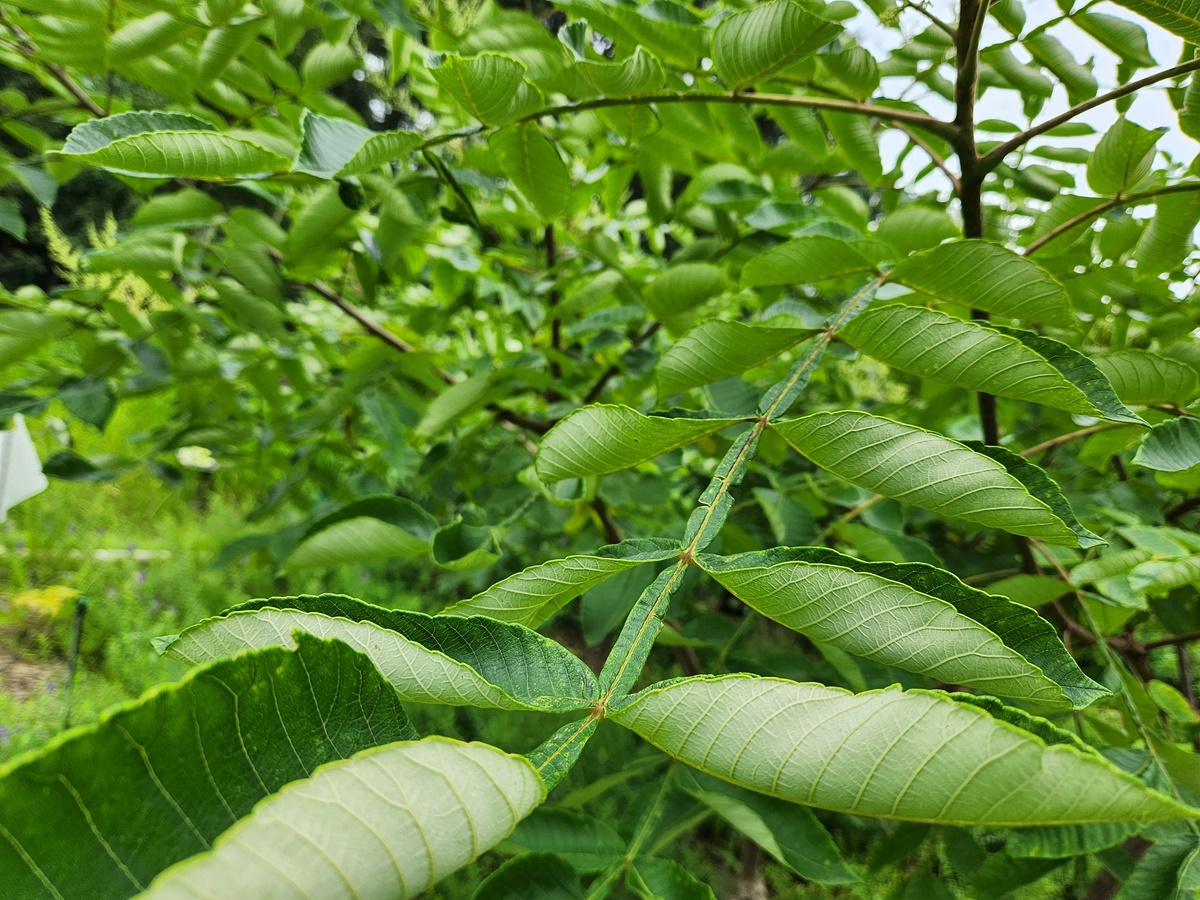 붉나무