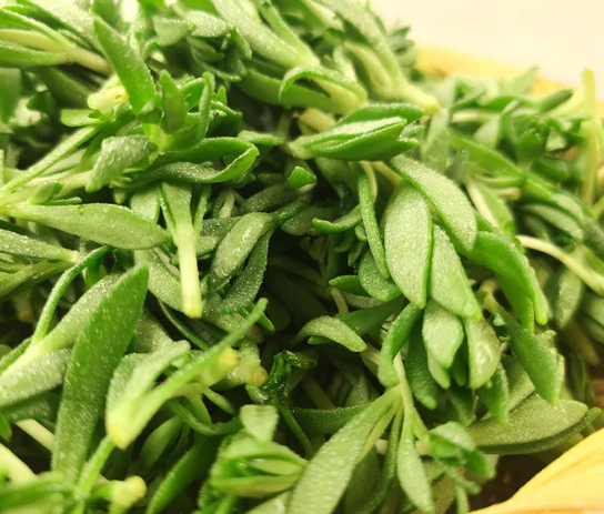 돌나물의 생생한 잎과 건강 효능