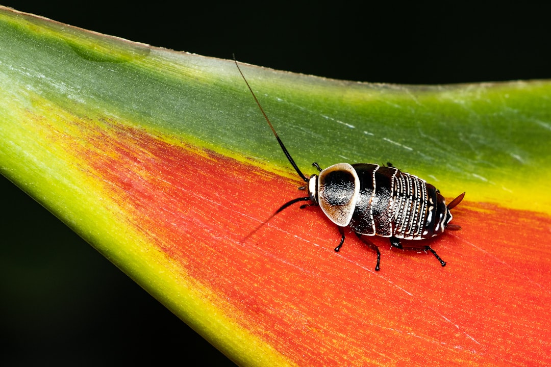 Cockroach.