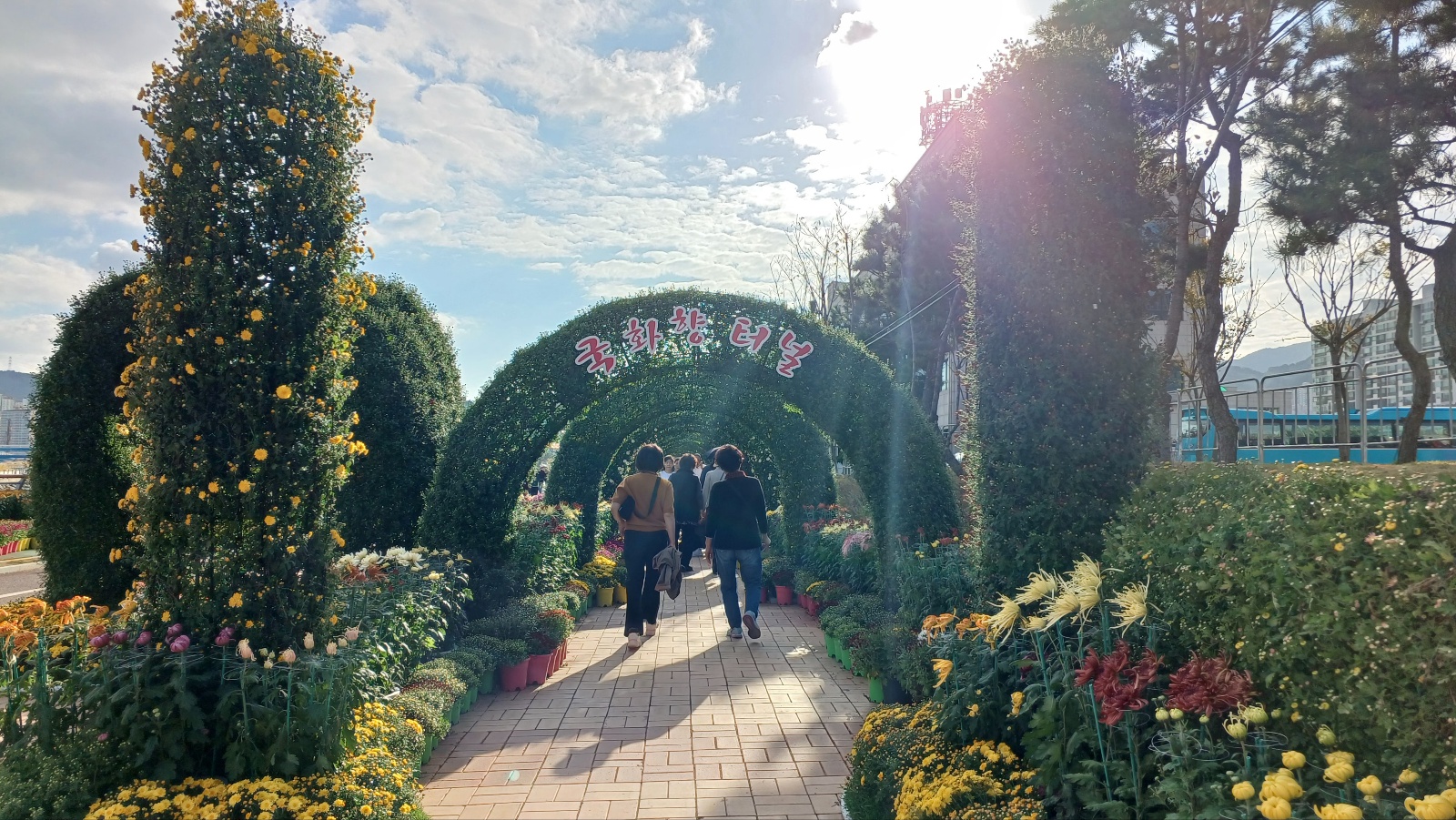 마산국화축제11