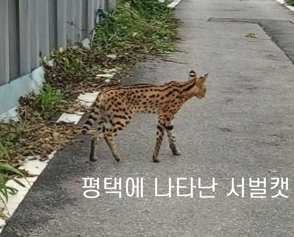 고양이는사바나캣정말예쁘고아름다운고양이