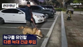 대전 오월드 늑대 늑구 탈출 원인 암컷 드론 생포