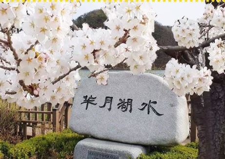 군포 벚꽃