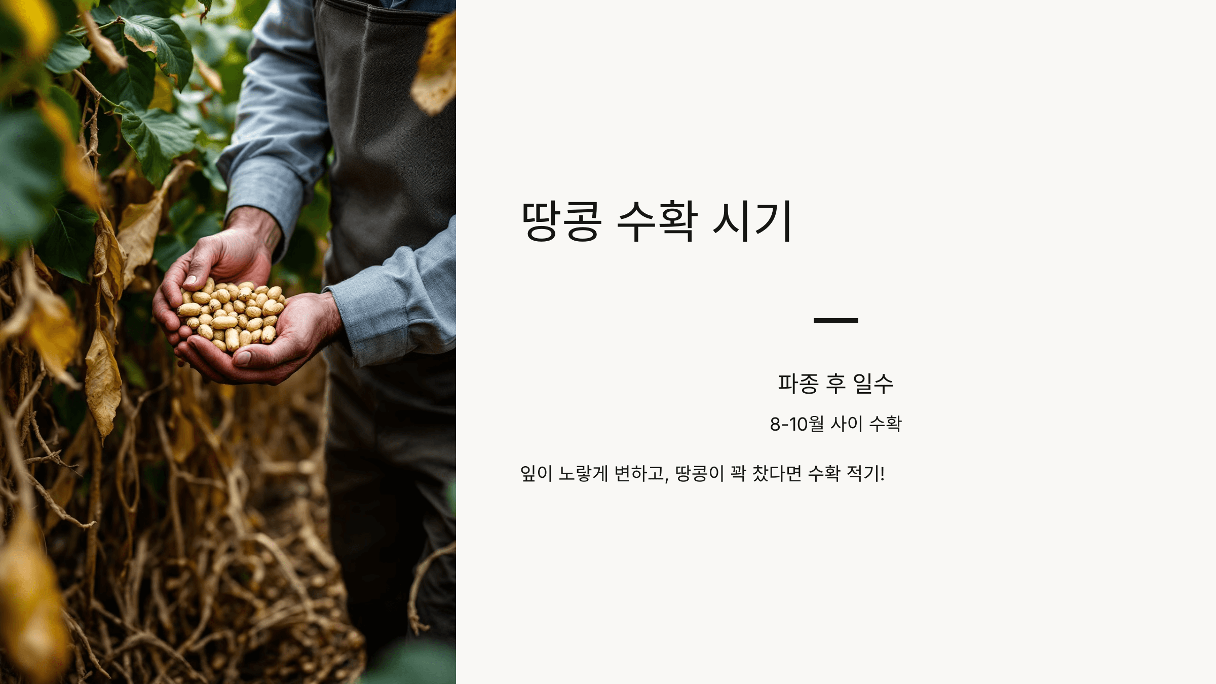 땅콩 사진입니다.