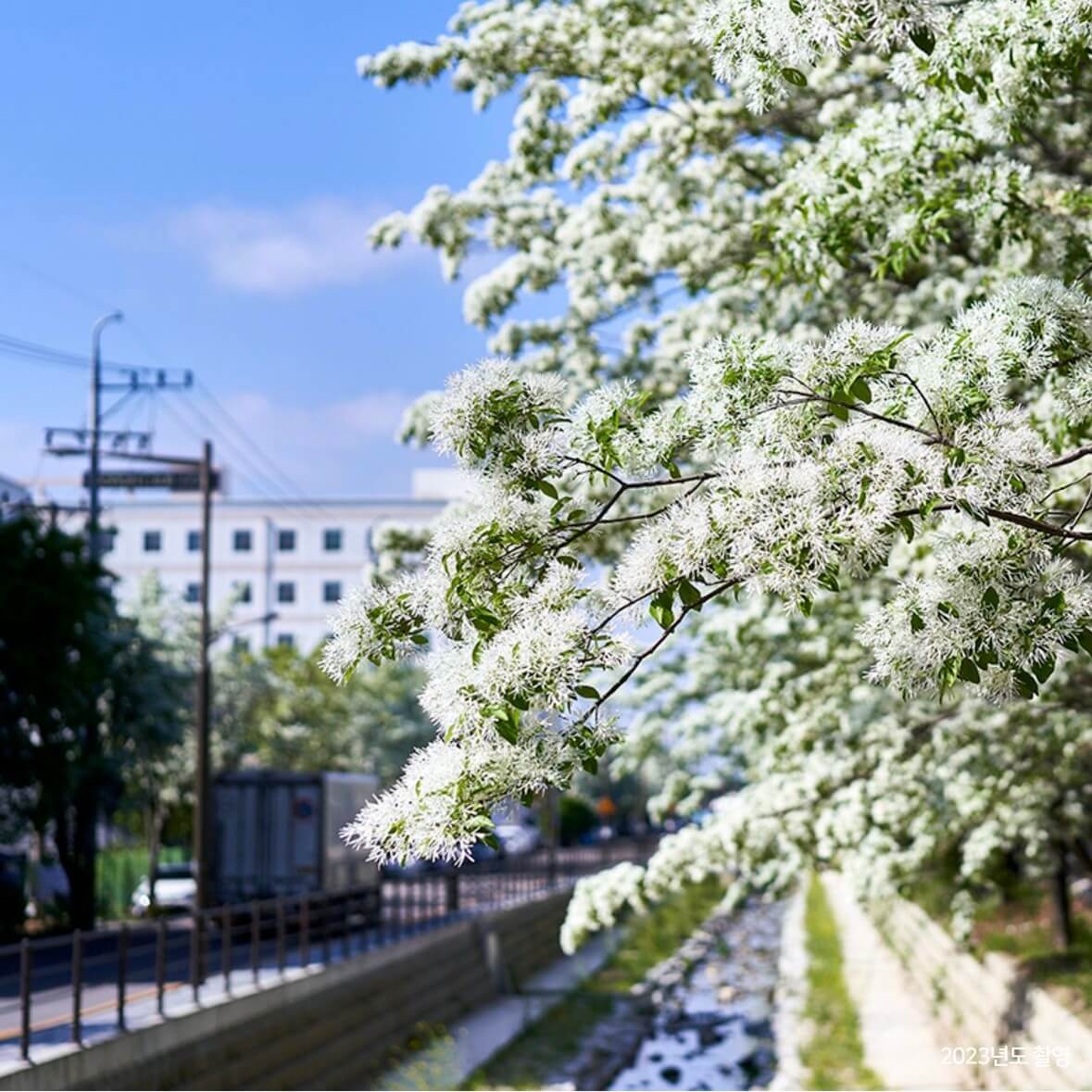전주 이팝나무 철길