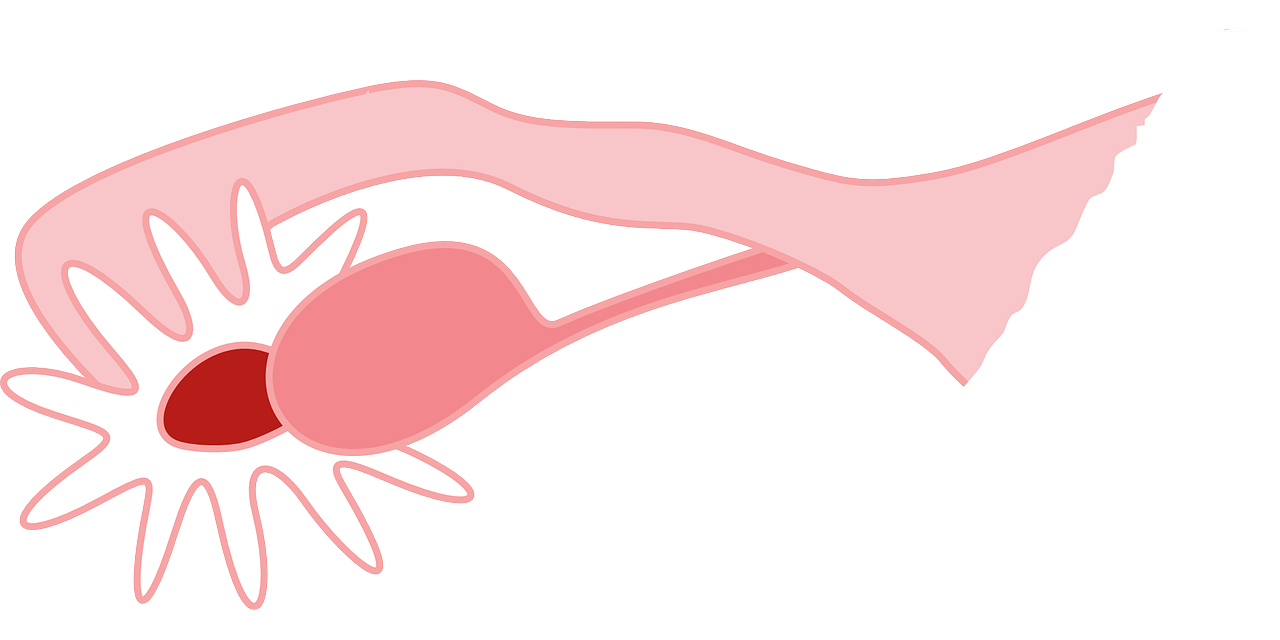 난소 건강에 관한 그림