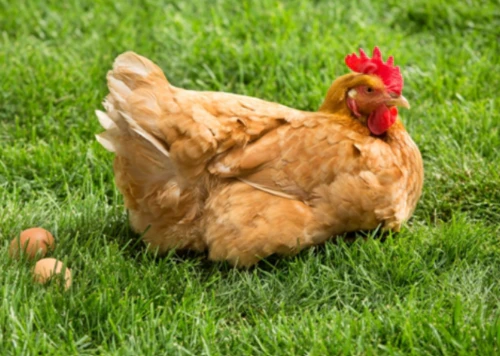 2024년 닭띠 운세