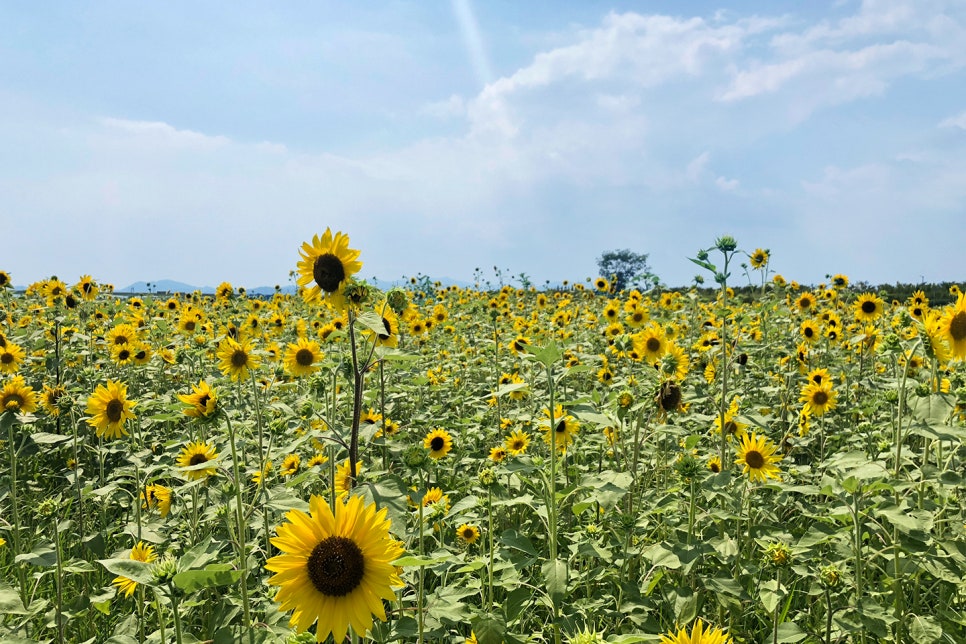 대저생태공원 해바라기 군락지