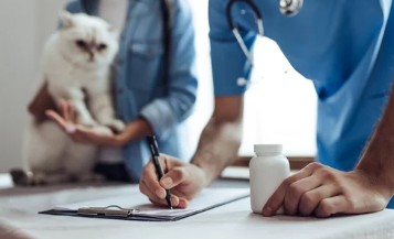 고양이 구내염/출처:어도비스톡