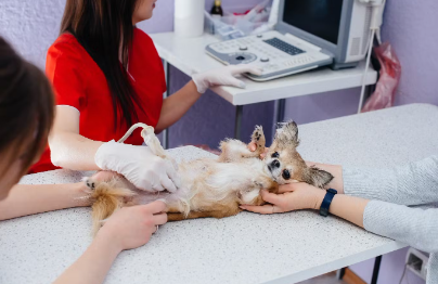 진료중인 강아지