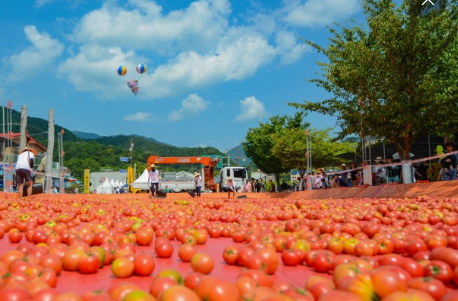 토마토축제장