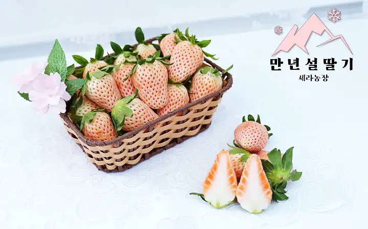 6시내고향 경남 산청 만년설 흰 딸기 파는 곳 전국 택배 온라인 전화 주문 추천