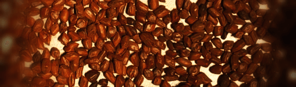 말린-결명자-사진