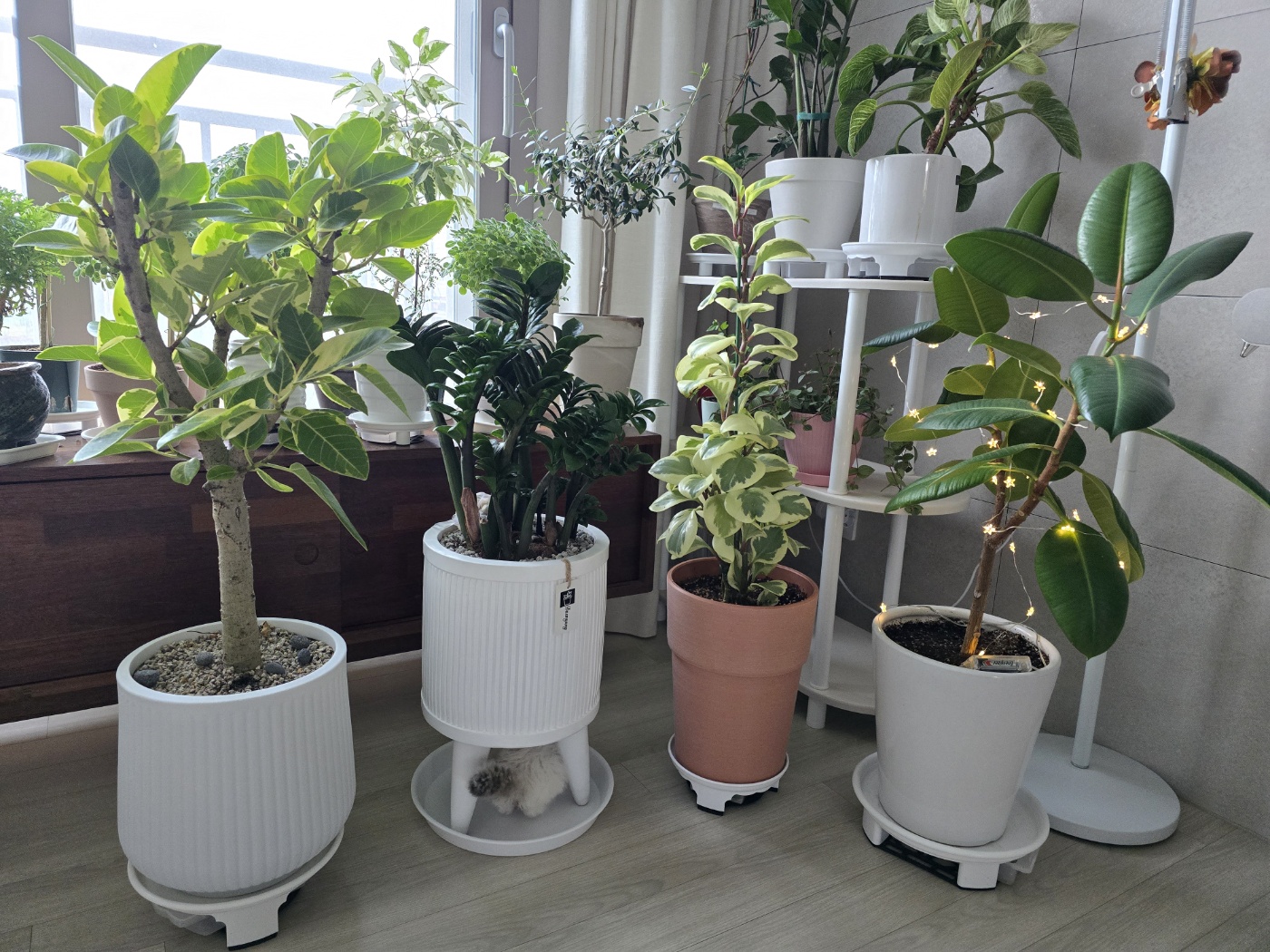 우리집물주기가 긴 식물들