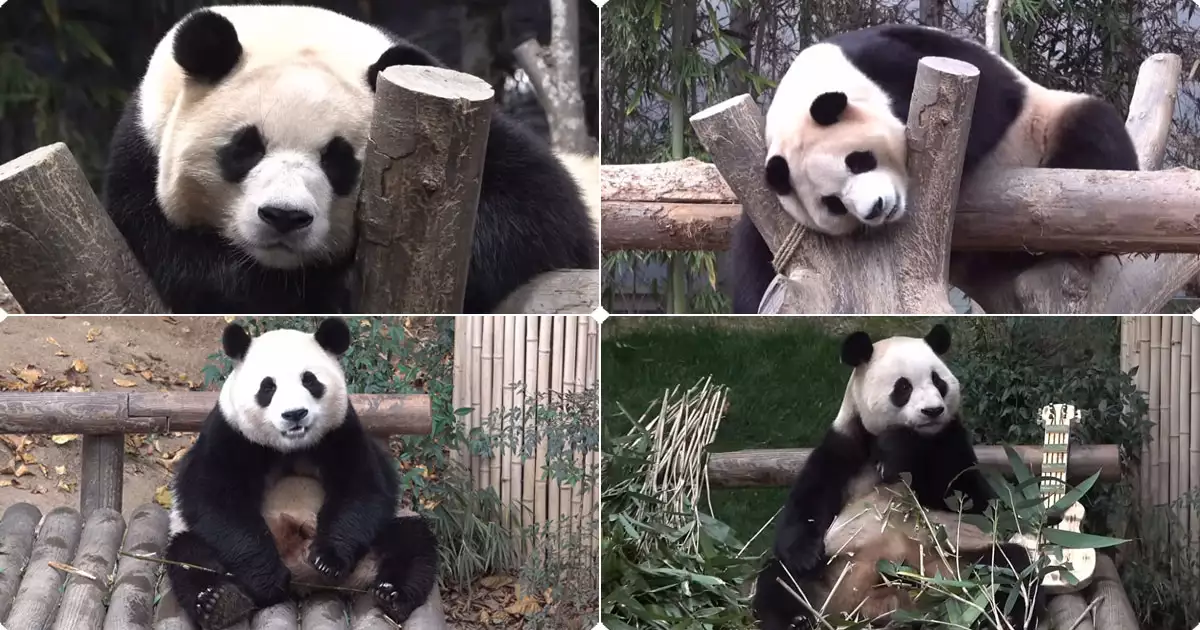 청소년기에 접어든 푸바오