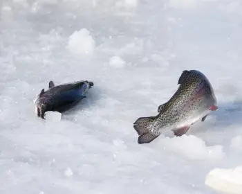 평창 송어축제_5