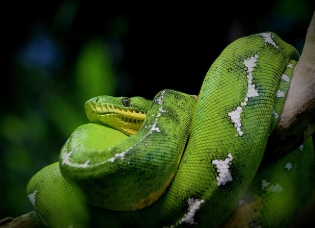 뱀에 물리는 꿈