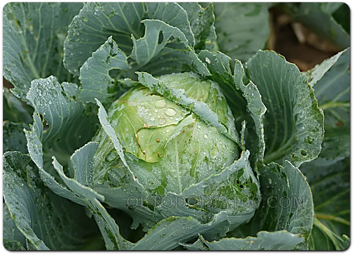 비타민 U가 들어 있는 케일