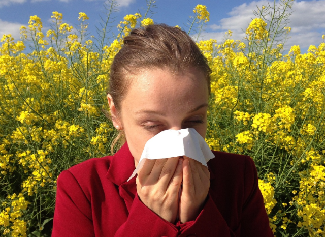 봄철 콧물 재채기 꽃가루 때문 관련 사진