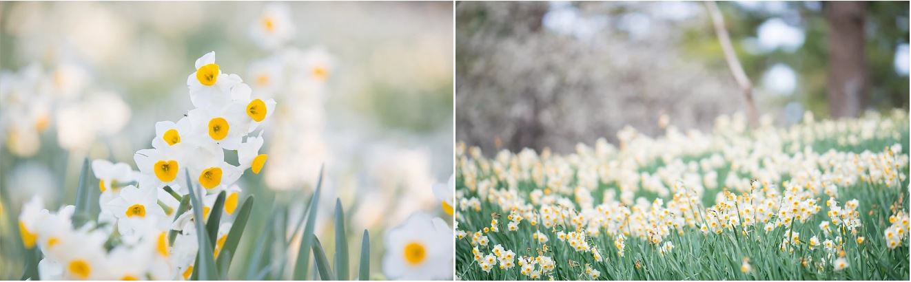 한림공원 내 수선화