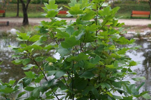 백합나무(튤립나무)