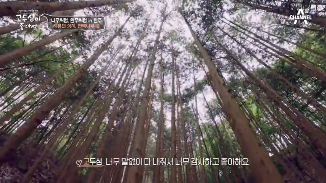 공기마을 편백나무 숲 / 고두심이 좋아서