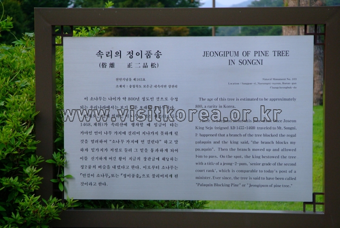보은 정이품송