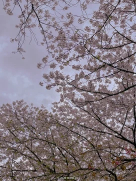 2026 진해군항제 일정