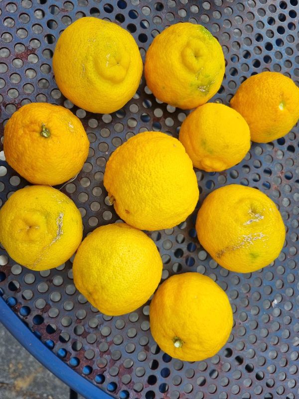 퇴직 후 일상, 정원 가꾸기