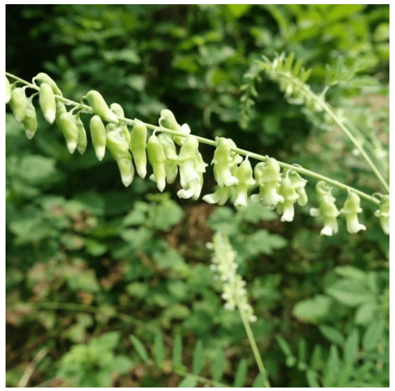 황기효능 부작용 먹는법 황기즙 효능 황기차