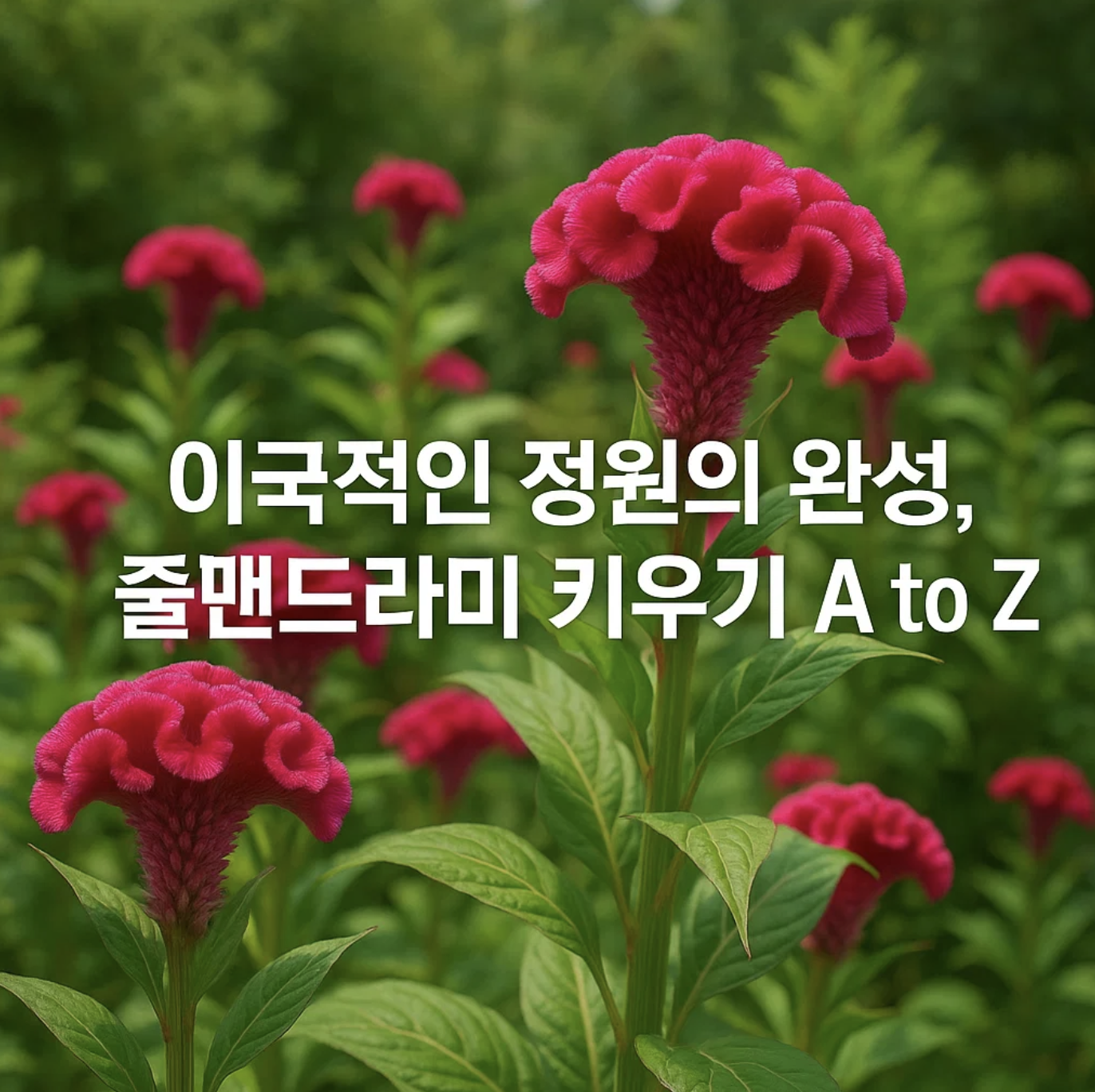 이국적인 정원의 완성, 줄맨드라미 키우기 A to Z