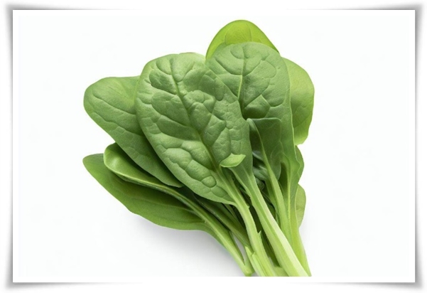 "텃밭, 4월에 심기 좋은 작물" 상추 시금치 열무 쑥갓 케일 루꼴라 당근 비트 무 감자 완두콩 땅콩 녹두 ...