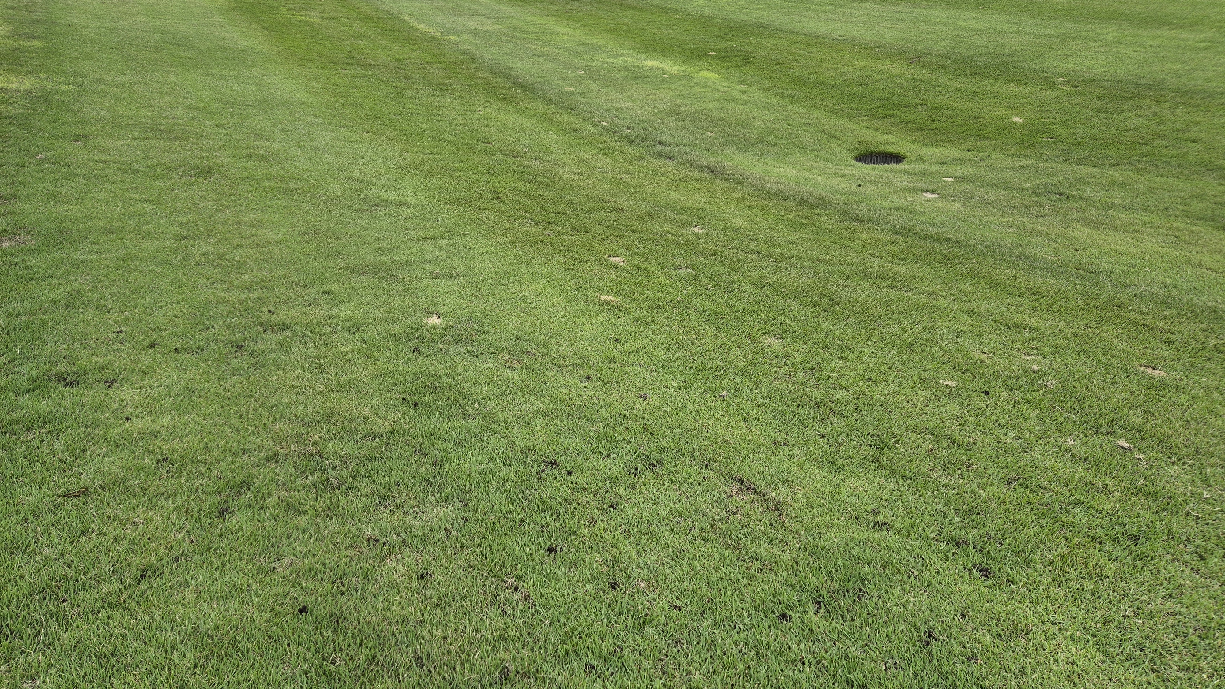 서산수cc 코스 관리 상태