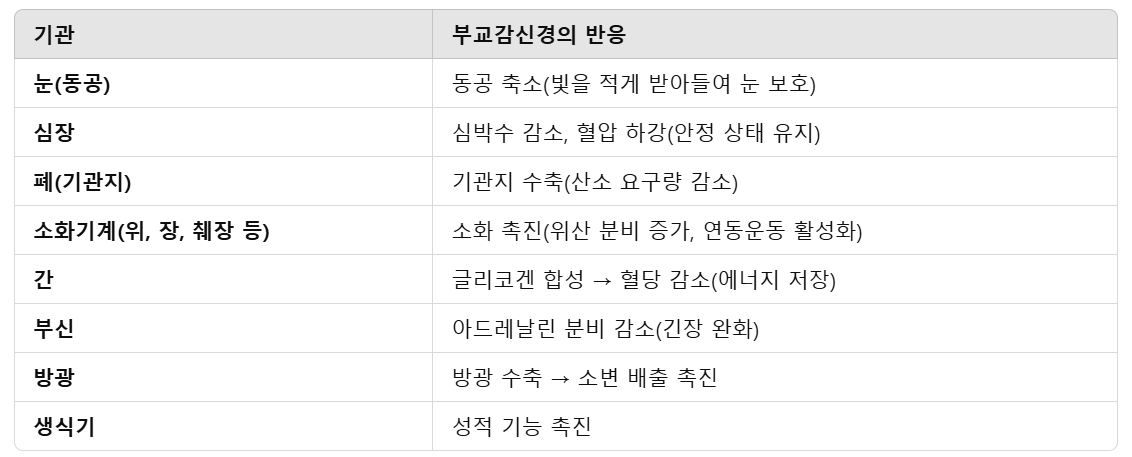 부교감신경의-반응