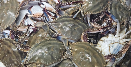 꽃게 찌는 방법 완벽 가이드