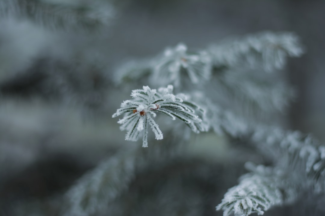 Freeze