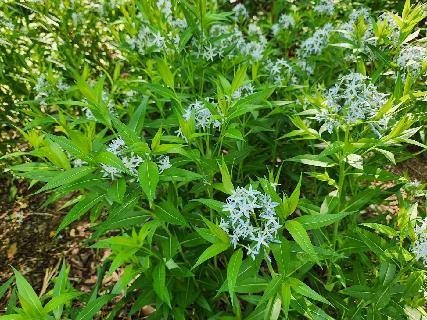 정향풀(정자초)