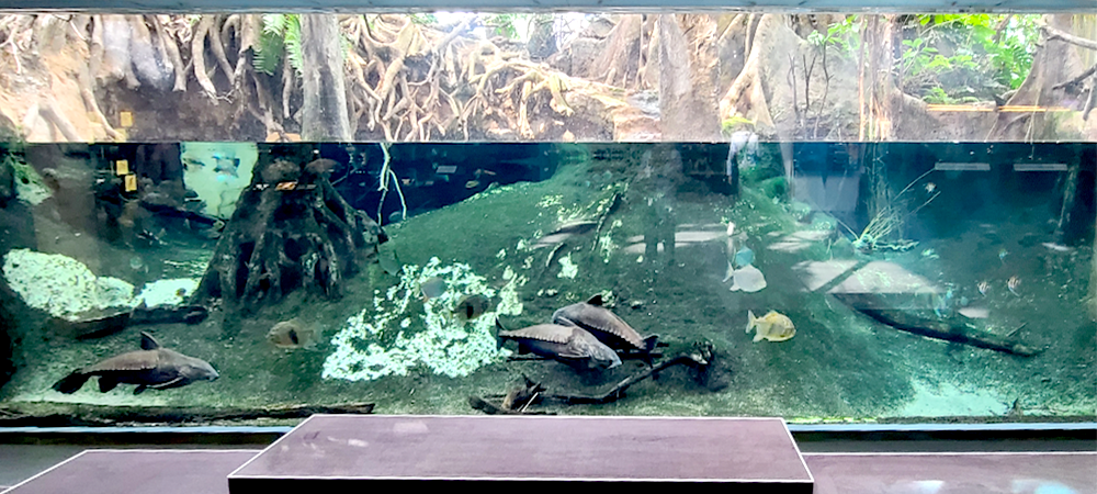 맹그로브 수족관 관람석