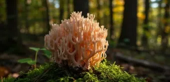 싸리버섯 효능 종류 채취시기 제철 손질법 요리법싸리 보관방법 정리_13