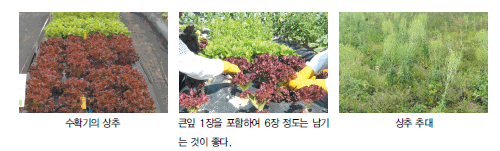 텃밭에서 상추 심는 시기, 파종 및 재배 방법, 키우기, 수확시기 및 효능 알아보기