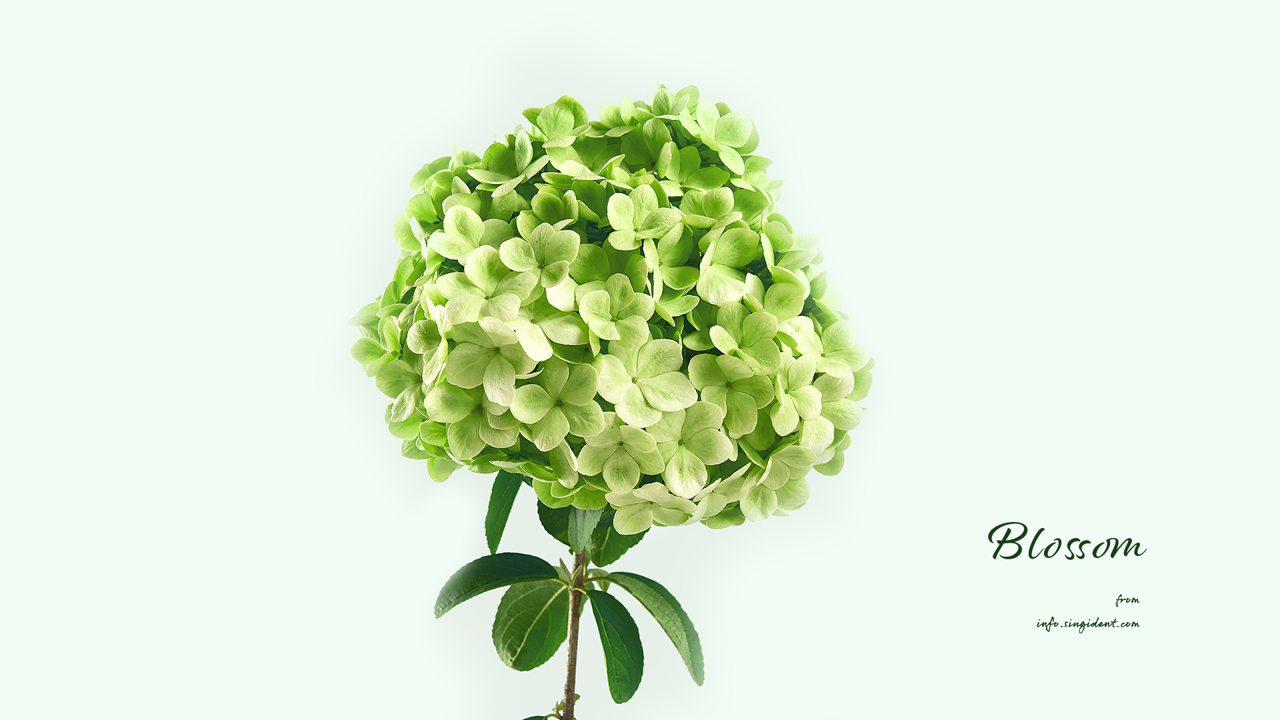 10 연두색 수국 심플 C - Blossom 꽃배경화면