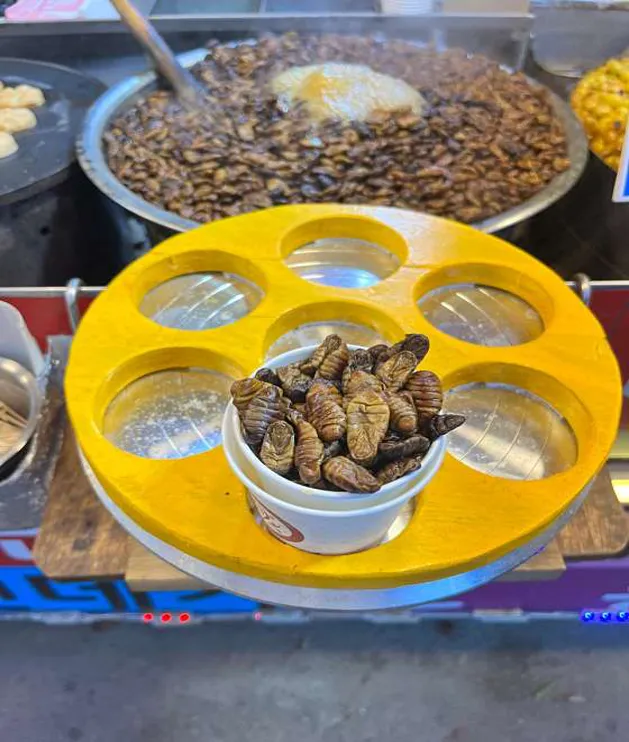 코리아 짚와이어