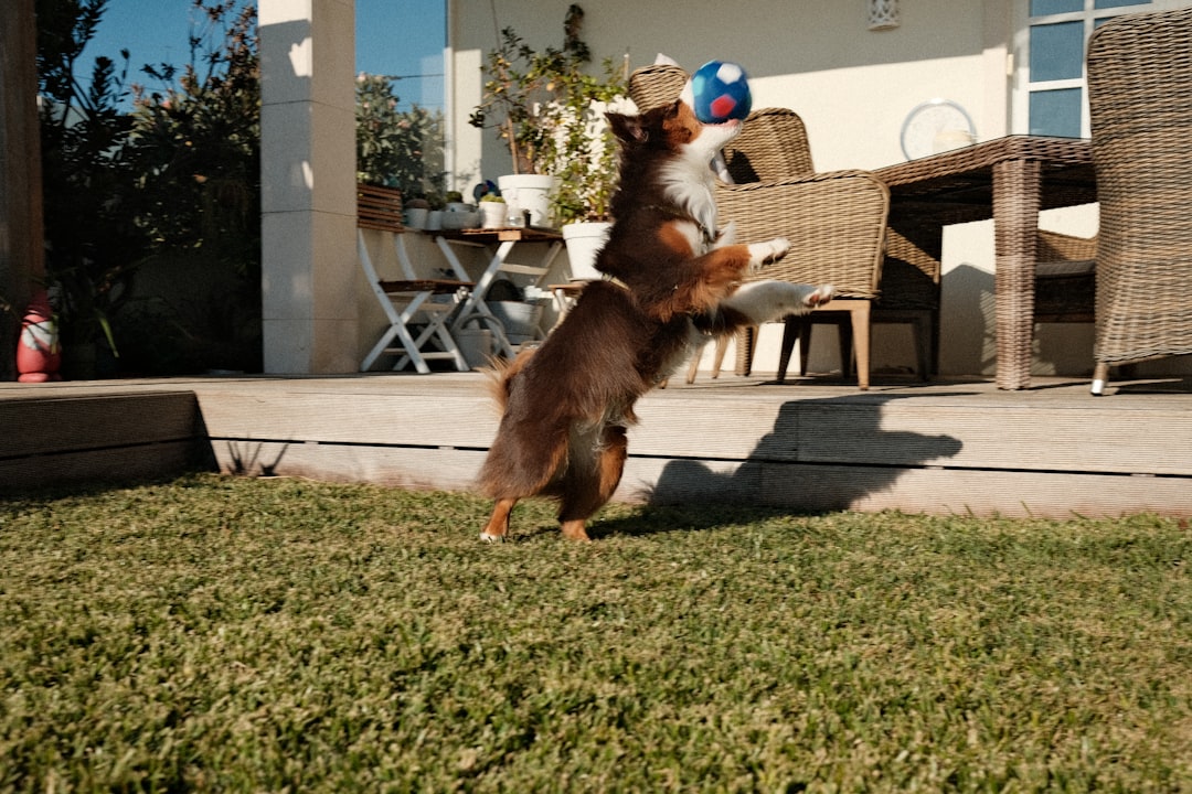 Jumping Jack.