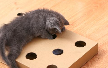 고양이